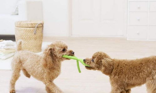 養狗5年，我才明白泰迪最期待的主人原來是這幾種類型